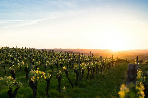 Comment planifier une visite des vignobles de la vallée de Barossa en Australie?