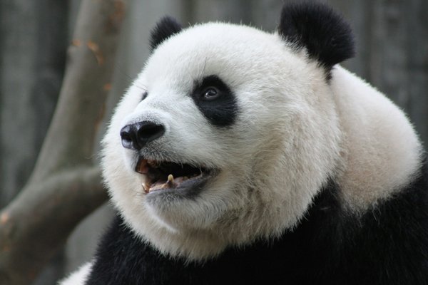 Comment choisir une croisière qui inclut des excursions pour observer les pandas en Chine?